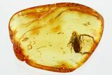Detailed Fossil Froghopper (Cercopoidea) In Baltic Amber - Rare! #367245-1